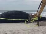Aparece en una playa una ballena jorobada viva de más de 10 metros