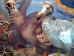 La última vez que hay registro de que se vio un pájaro dodo por un humano fue en 1662, aunque se estima que su extinción fue posterior.