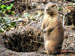Imagen de una marmota