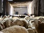 Unas ovejas en una explotación ganadera, a 10 de febrero de 2023, en Ciudad Real, Castilla-La Mancha (España).
