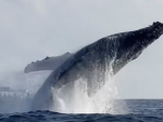 Dos gigantescas ballenas jorobadas realizan acrobacias a pocos metros de una pequeña embarcación