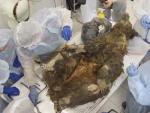 Imagen de la autopsia al oso milenario hallado en Siberia.