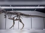 Por primera vez se subastar&aacute; en Europa un esqueleto completo de dinosaurio T-rex, llamado TRX- 293 y que se calcula que tiene unos 67 millones de a&ntilde;os.