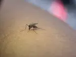 Mantén lejos de tu casa a los mosquitos.