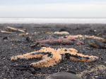 Cangrejos, lanjostas, mejillones y hasta estrellas de mar aparecieron muertos o sin apenas movimiento en la playa de Saltburn (Yorkshire).