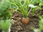Una zanahoria crece en el huerto.
