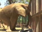 Esta elefanta, llamada Noor Jehan, vive en el zoo Karachi, en Pakistán. Unos vídeos donde aparece golpeándose la cabeza con un árbol y apenas teniéndose en pie son los que han dado la voz de alarma.