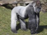 Imagen del gorila Bokito, en su 20 cumplea&ntilde;os.