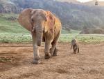 El Parque dede Cab&aacute;rceno dio la bienvenida a otro nuevo ejemplar de elefante africano nacido en la instalaci&oacute;n.
