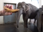 Pang Pha, la elefanta que ha aprendido a pelar los plátanos.