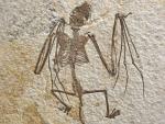 Foto de un esqueleto de murciélago recién descrito que representa a Icaronycteris gunnelli.