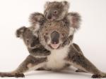 Koalas en el Australia Zoo Wildlife Hospital