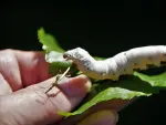 Los gusanos de seda se alimentan principalmente de hojas de morera.