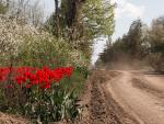 Las carreteras de Vugledar, con barro por un lado y tulipanes rojos en los m&aacute;rgenes.