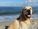 Un labrador retriever en la playa.