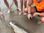 Delfín mutilado hallado en la playa de La Patacona (Alboraia, Valencia)