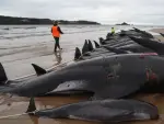 Mueren 51 ballenas piloto tras quedarse varadas en una playa de Australia