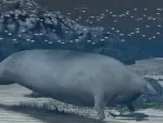 Unas 375 toneladas, ese es el peso del animal que puede destronar a la m&iacute;tica ballena azul de ser el animal m&aacute;s pesado del mundo. Se ha encontrado en Per&uacute; y se estima que este f&oacute;sil tiene 39 millones de a&ntilde;os. &quot;Es simplemente emocionante ver un animal tan gigante que es tan diferente de todo lo que conocemos&quot;, dice el paleont&oacute;logo Hans Thewissen. Los resultados de este descubrimiento se han publicado hoy en la revista Nature. A partir de un esqueleto parcial, los investigadores han recreado un modelo detallado del animal. &quot;Posiblemente era el animal m&aacute;s pesado de la historia, pero no el m&aacute;s largo&quot;, explica el paleont&oacute;logo italiano Alberto Collareta. Se calcula que esta ballena primitiva midi&oacute; hasta 20 metros, sin superar aqu&iacute; a la ballena azul que alcanzaba hasta los 30 metros. Pero en cuanto al peso, la ballena azul no super&oacute; las 200 toneladas, mientras que esta ballena colosal pr&aacute;cticamente pudo duplicar ese peso.