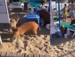 Una manada de jabalíes invade una playa de Marbella