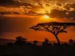 The mesmerizing view of the silhouette of a tree in the savanna plains during sunset
