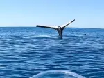 La ballena permanecía inmóvil boca abajo, pero con la cola hacia fuera.