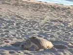 ANDALUCÍA.-Almería.- Una hembra de tortuga boba anida en una playa de Mojácar y pone 92 huevos