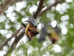 Murciélago Pteropus, reservorio natural del virus Nipah