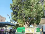 Imagen del Ficus centenario de la Plaza de la Encarnación