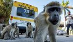Monos en un aparcamiento de Florida