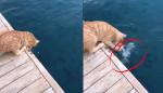 Los sorprendentes reflejos de un gato para 'pescar'