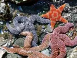 Varias estrellas de mar (Wikipedia).
