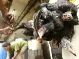 Gripe aviar. Un vendedor sacrifica a unas gallinas en un mercado de Yakarta. Las autoridades investigan dos posibles casos mortales de gripe aviar en humanos.