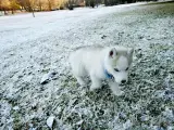 Como pez en el agua. Un cachorro de husky juega en la nieve por primera vez en su vida en un parque en el centro de Johannesburgo, donde un frente de frío ha provocado la mayor de las nevadas en la capital sudafricana desde 1981. Al menos una persona ha muerto a raíz de las bajas temperaturas.