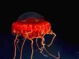 <strong>En las profundidades</strong>. Fotografía de una medusa abisal (<em>Atolla vanhoeffeni</em>) recogida con un vehículo operado por control remoto, a una profundidad de 1.500 metros durante los trabajos de exploración de la vida marina de un equipo conjunto filipino-norteamericano en el mar Célebes, en Filipinas.