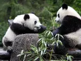 Los pandas gigantes están en peligro de extinción. (ARCHIVO)