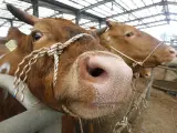 Temor a las vacas locas. Reses criadas en una granja de Hongseong, Corea del Sur. Este martes ha comenzado a llegar al país carne de res procedente de EE. UU., una medida que ha provocado multitudinarias protestas durante semanas de coreanos que piden se cierren las fronteras al producto por temor al mal de las vacas locas.