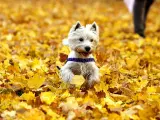 Perrita otoñal. La mascota Susi corre por un paraje cubierto de hojas secas en Nuremberg, Alemania.