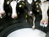 Las cuotas lácteas, entre los acuerdos que se toman hoy.