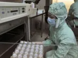 Una investigadora realiza pruebas sobre la vacuna contra la gripe A.