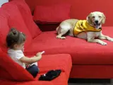 Un bebé con diabetes juega con su glucómetro frente a Robin, el primer perro entrenado en España para detectar hipoglucemias.