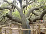El árbol de Pirangi, considerado el anacardo más grande del mundo.