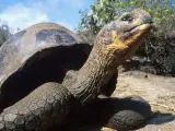 Imagen de archivo de una tortuga gigante de las islas Galápagos.