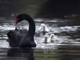 Crías de cisne negro siguen a su madre en el Parque de Merwestein, en Dordrecht, Holanda.
