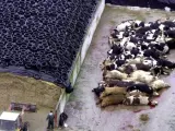 Vacas muertas esperando a ser incineradas en una granja de Francia en marzo de 2001. El mal de las vacas locas obligó a sacrificar a miles de cabezas de ganado en toda Europa.