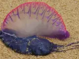 Medusa carabela portuguesa