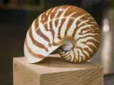 Concha del molusco Nautilus, que posee una espiral perfectamente proporcionada basada en el n&uacute;mero &aacute;ureo.