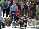Foto del día: Daniel Radcliffe pasea perros para Judd Apatow