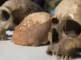Vista del cráneo encontrado de un Homo Sapiens (c), colocado entre el de un Neanderthal (i) y el cráneo completo de la misma especie (d), expuestos en la cueva de Manot, en Galilea Occidental, Israel.