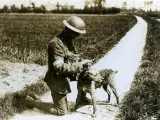 Perro mensajero británico en Francia en mayo de 1918. La exposición 'Dogs of the First World War' ('Perros de la I Guerra Mundial'), se acerca a la I Guerra Mundial a partir del papel que jugaron en ella los perros, como acompañantes y en la contienda