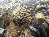 Moluscos en peligro de extinción